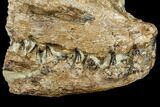 Fossil Fish (Cimolichthys) Skull Section - Kansas #113159-3